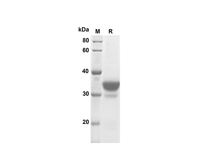 Валидация Elabscience PDEM100196(545)