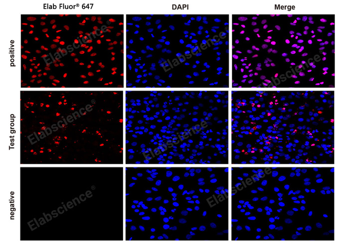 Валидация Elabscience E-CK-A324 - 103