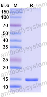 Валидация SDS-PAGE - AntibodySystem RHG52002