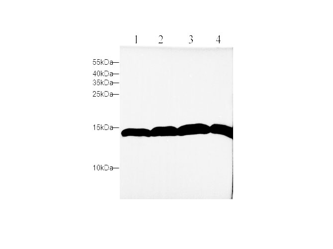 Вестерн-блоттинг, H3C1, клеточные линии C6, NIH/3T3, Jurkat и HeLa