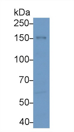 9646