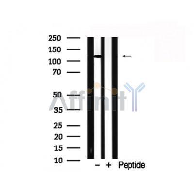 Валидация Affinity AF7785 - 4497