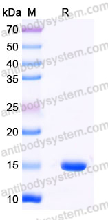 YHK54002, SDS-PAGE