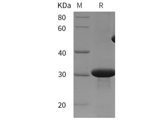 Валидация Elabscience PDEM100290(616)
