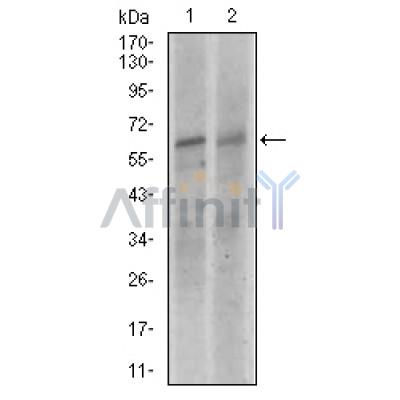 Валидация Affinity BF0010 - 5095