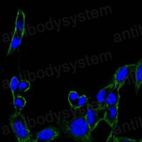 Валидация IF - AntibodySystem RHG04705