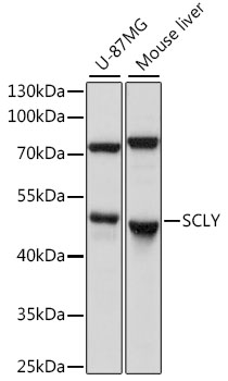 Валидация Elabscience E-AB-91308