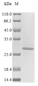 SDS-PAGE