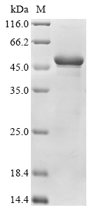 SDS-PAGE