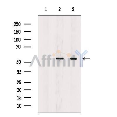 Валидация Affinity DF7756 - 19567