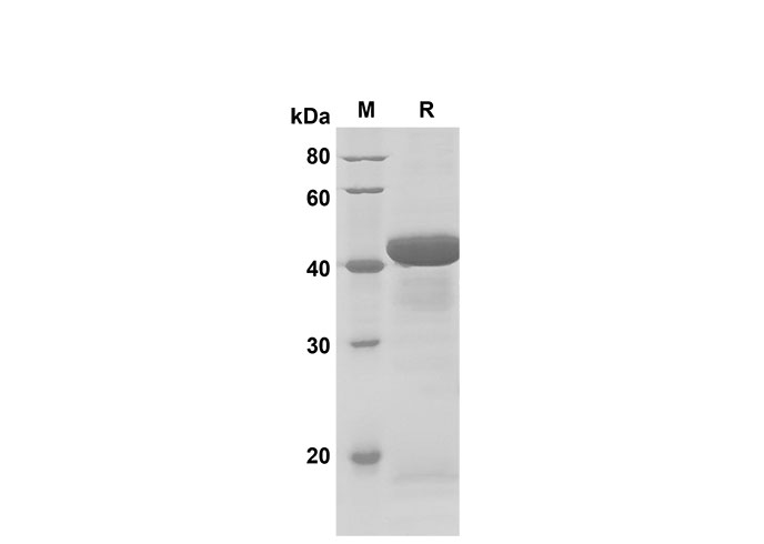 Валидация Elabscience PDEM100180(529)