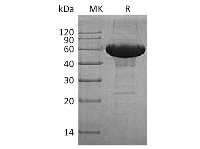 Валидация Elabscience PKSH033591(3884)