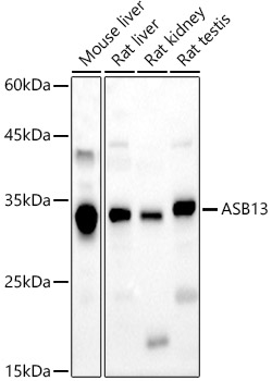 Валидация Elabscience E-AB-91336