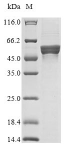 SDS-PAGE
