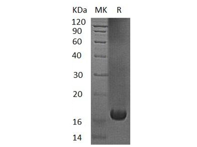 Валидация Elabscience PKSH033190(3540)