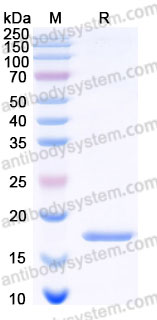 AHE24801, SDS-PAGE