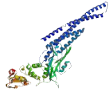 Signal Transducer And Activator Of Transcription 5B (STAT5B) Signal Transducer And Activator Of Transcription 5B (STAT5B)