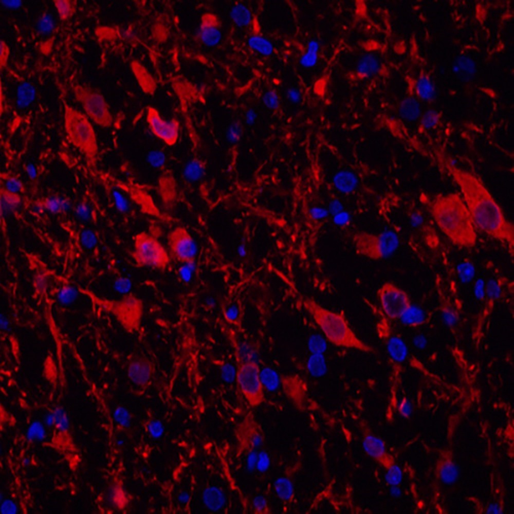 Валидация Elabscience E-AB-70206