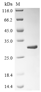 SDS-PAGE