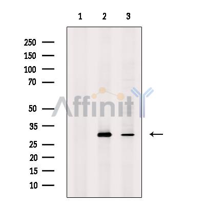 Валидация Affinity DF7666 - 19433