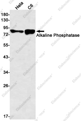 Вестерн-блоттинг, Alkaline Phosphatase, клетки HeLa и C6