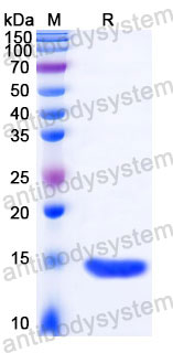 YHC40502, SDS-PAGE
