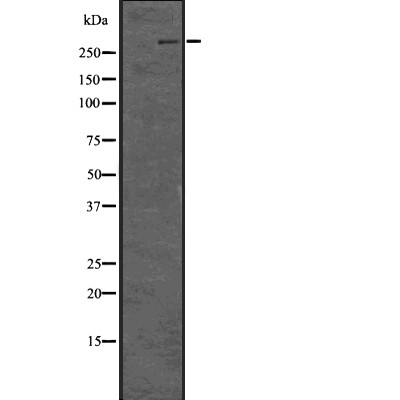 Валидация Affinity DF2936 - 13681