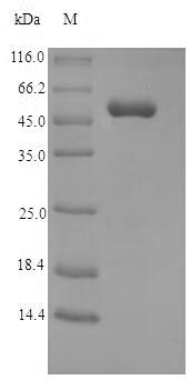 SDS-PAGE