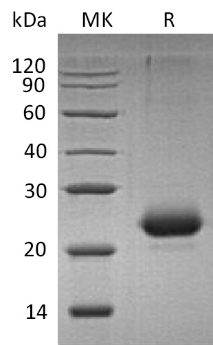 Валидация Elabscience PKSM041263(5159)