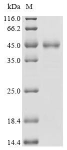 SDS-PAGE
