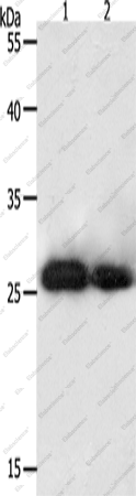 Вестерн-блоттинг, PRDX3, клетки HeLa и 293T