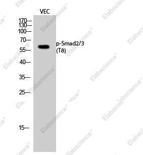Вестерн-блоттинг, Phospho-Smad2/3 (Thr8), клетки VEC