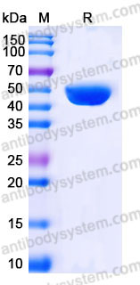 EHB88601, SDS-PAGE