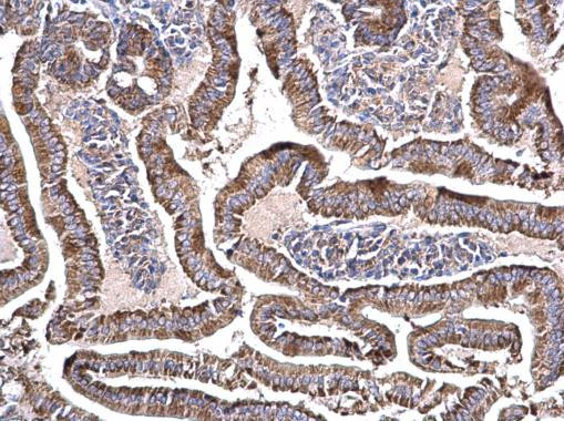 Валидация AssayVector ARM1268(701)