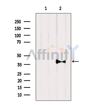Валидация Affinity AF5168 - 2584
