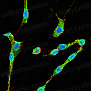 Валидация IF - AntibodySystem RHD12203