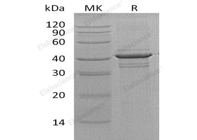 Валидация Elabscience PKSH032151(2681)