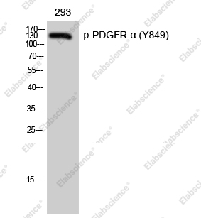 Вестерн-блоттинг, Phospho-PDGFRA (Tyr849), клетки 293