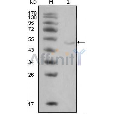 Валидация Affinity BF0636 - 5338