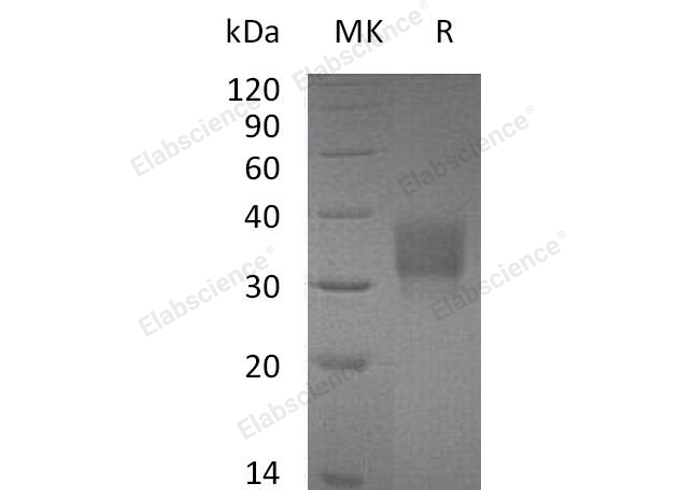 Валидация Elabscience PKSM041016(4950)