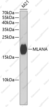 Вестерн-блоттинг, MLANA, клетки M21