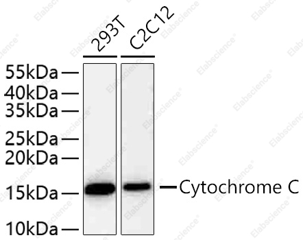 Вестерн-блоттинг, Cytochrome C, различные клеточные линии