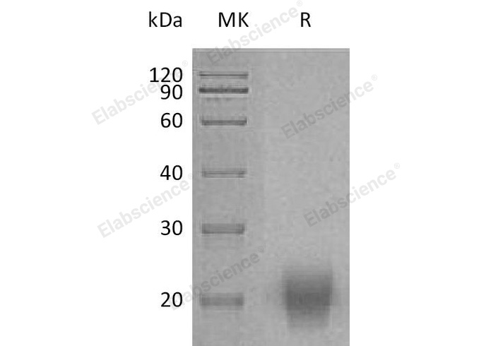 Валидация Elabscience PKSH032453(2924)