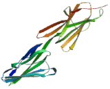 Basal Cell Adhesion Molecule (BCAM) Basal Cell Adhesion Molecule (BCAM)