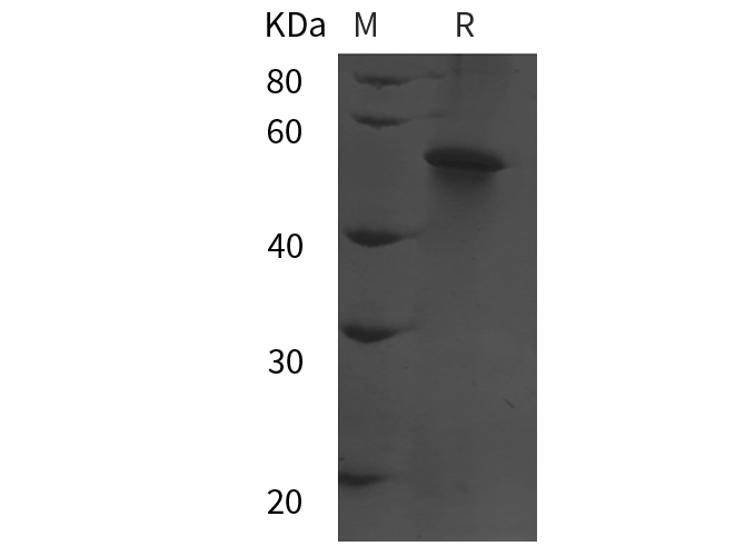 Валидация Elabscience PDEH101081(462)