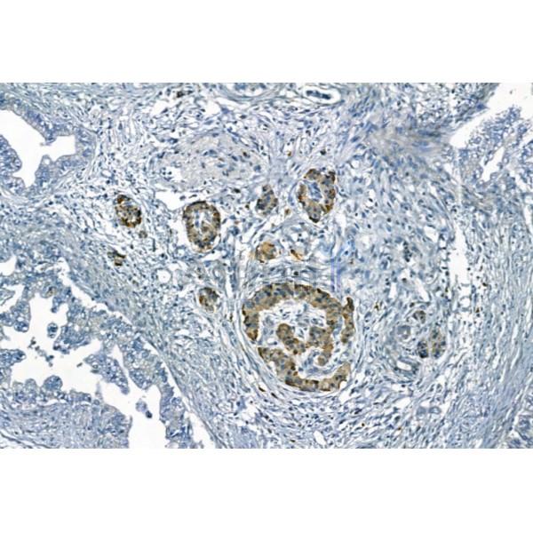 Валидация Affinity AF5425 - 3070