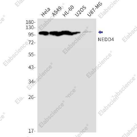 Вестерн-блоттинг, NEDD4, клетки HeLa, A549, HL-60, U2OS, U87-MG