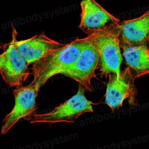 Валидация IF - AntibodySystem RHJ63502