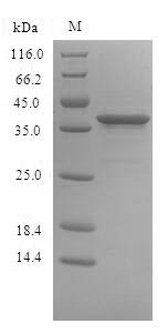 SDS-PAGE