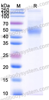 EHF99101, SDS-PAGE